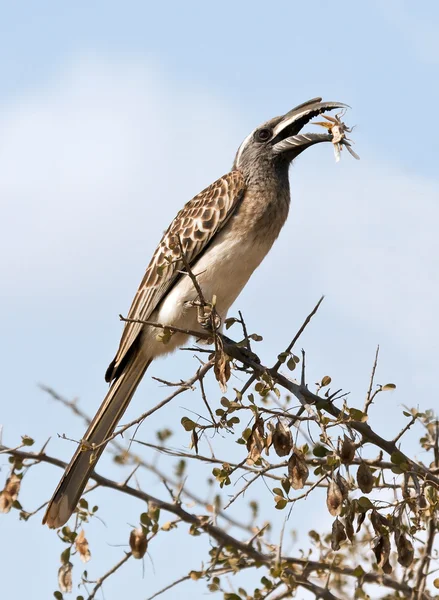 Hornbill cinza comendo gafanhoto — Fotografia de Stock