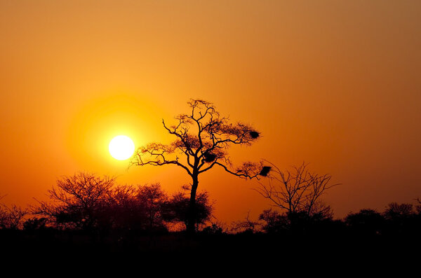 Sunset with bush and dead tree and orange sky