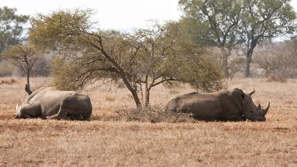 Doi rinoceri zac sub un tufiș spin în soare — Fotografie, imagine de stoc