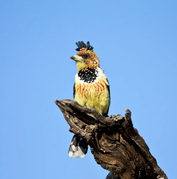 Crested Barbet sitting on a stump — Stock Photo, Image