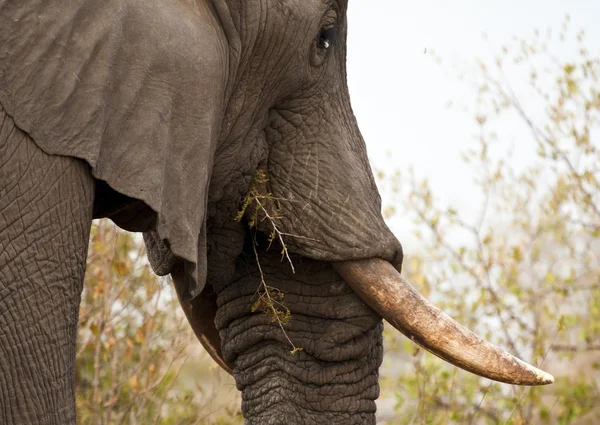 stock image Elephand eating thorn bush
