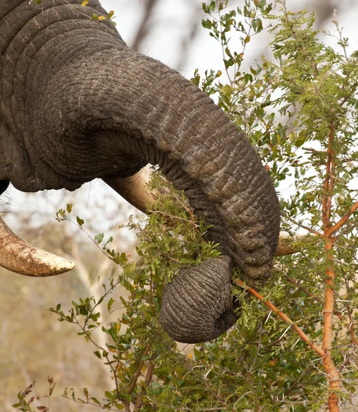 Elephand stravovací trnitým keřem — Stock fotografie