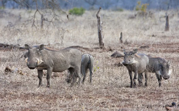 Família Warthog em grama curta seca — Fotografia de Stock