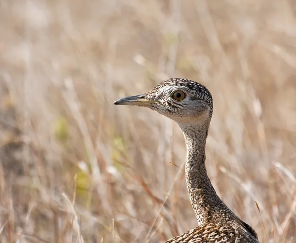 Red crested korhaan walking in dry grass portrait — Stock Photo, Image