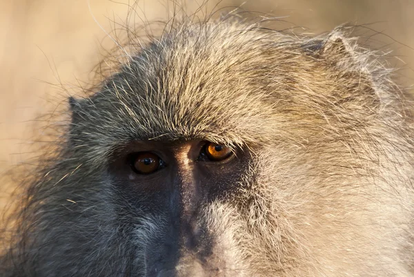 Крупный план бабуина, смотрящего — стоковое фото