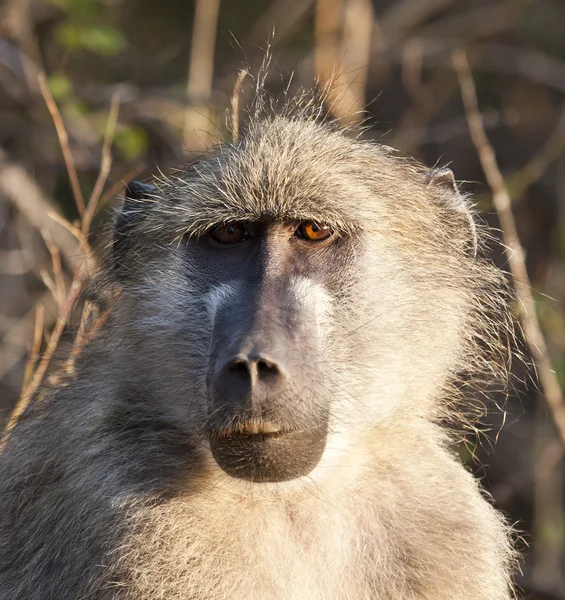 Retrato de perto de um babuíno — Fotografia de Stock