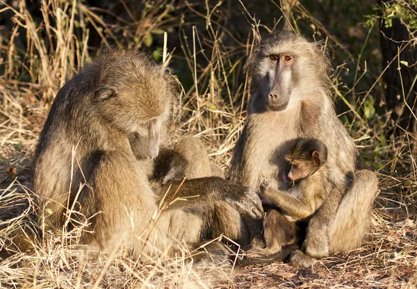 Baboon family sitting on the side of a road — Stock Photo, Image