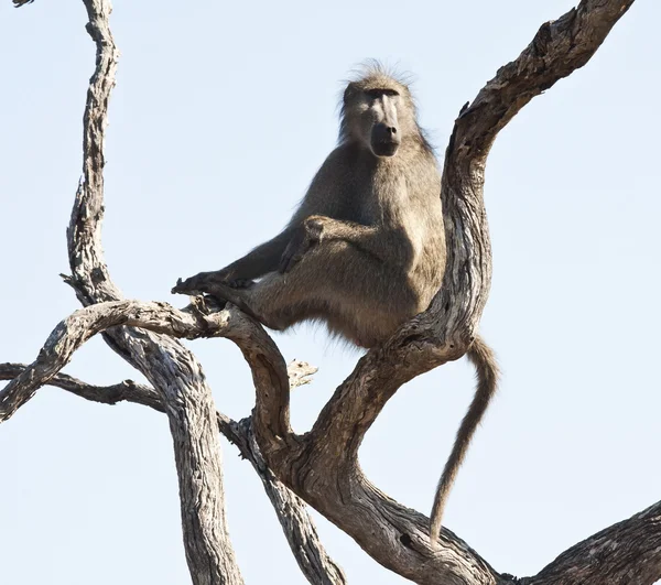 Baboon male keeping watch — Stock Photo, Image