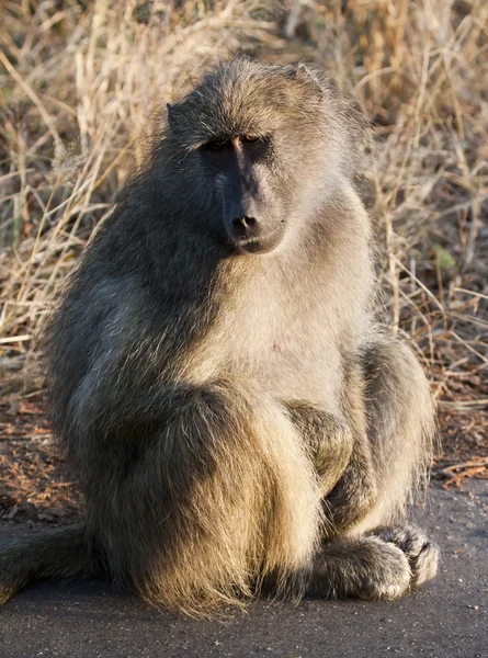 Baboon sitting on the road early in the morning — Stock Photo, Image