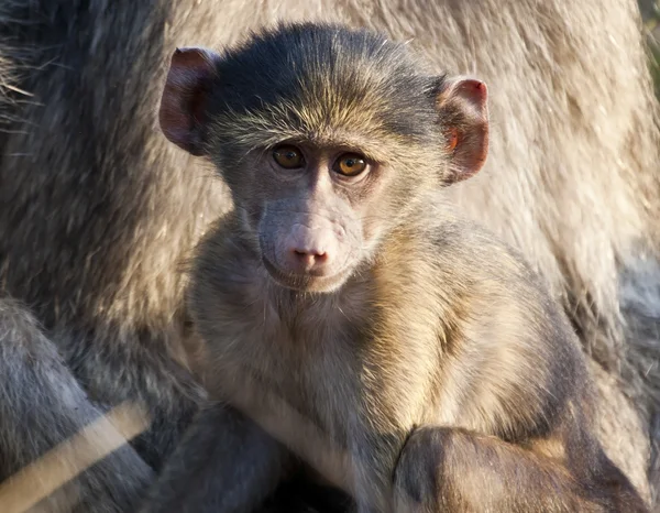 Baby baboon sitter i sin mors knä — Stockfoto
