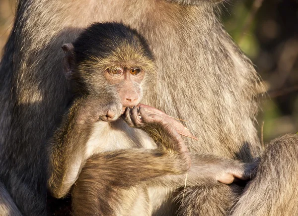 Baby baboon sitting on his mother's lap — Stock Photo, Image
