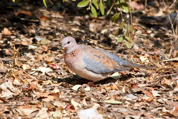 Laughing dove walking on dead leaves — Stock Photo, Image