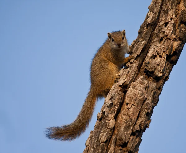 Eichhörnchen klettert einen Ast hoch — Stockfoto
