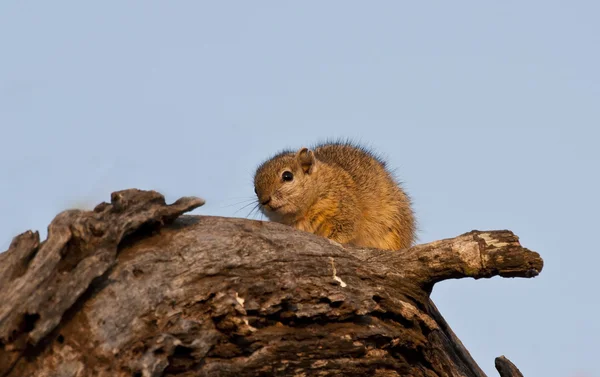 Tree eekhoorn zittend op een tak — Stockfoto