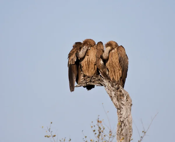 Doi vulturi într-un copac — Fotografie, imagine de stoc