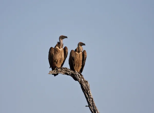Two vultures in a tree — Stock Photo, Image