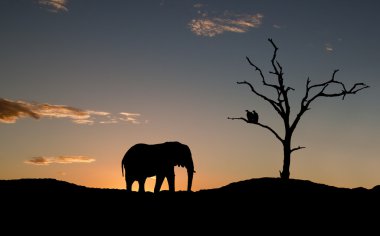 fil ve akbabalar Sunset'teki silüeti