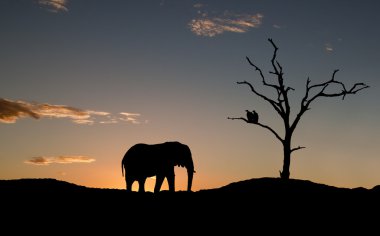 Silhouette of elephant and vultures on sunset clipart