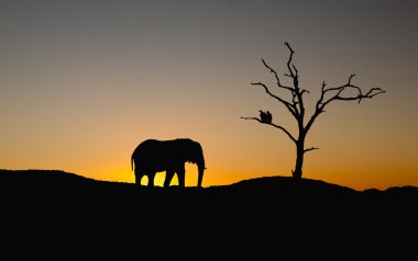 fil ve akbabalar Sunset'teki silüeti