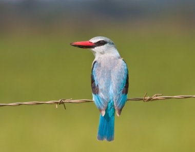 Telin üstünde oturan ormanlık kingfisher