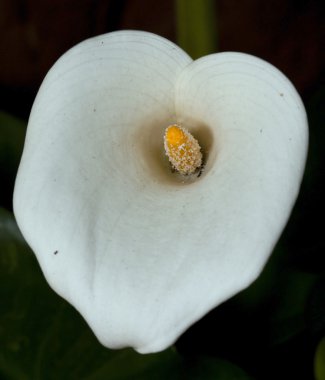 Beyaz arum lilly Close-Up