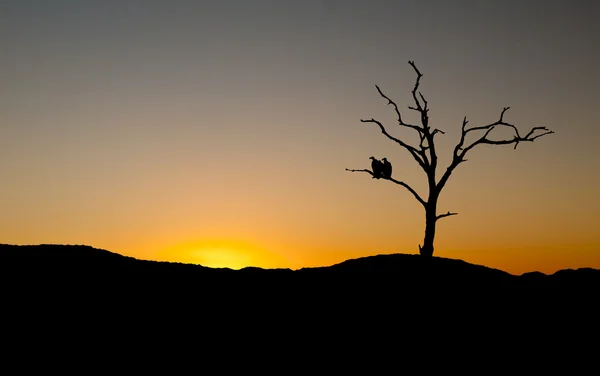 秃鹫在日落在树上的剪影 — 图库照片