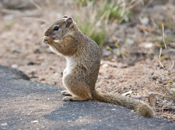 Eichhörnchen sitzt auf einer Teerstraße — Stockfoto