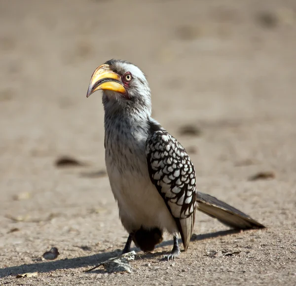 Yellow billed hornbill walking on the ground — Stock Photo, Image