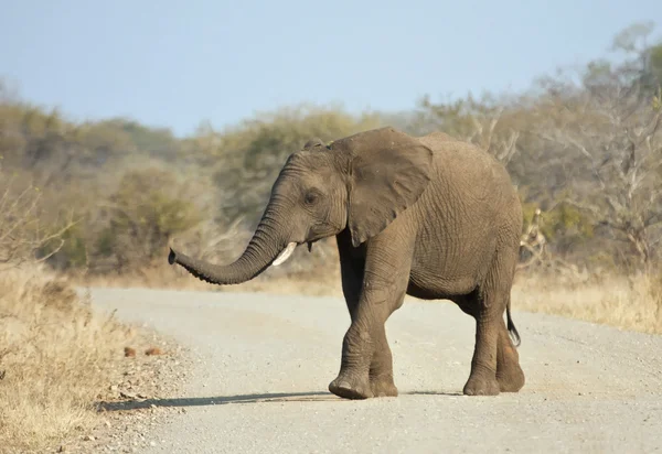 Молодой слон переходит дорогу — стоковое фото
