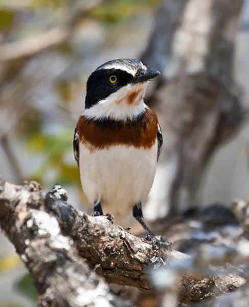 Chin spot batis sitting in a tree — Stock Photo, Image