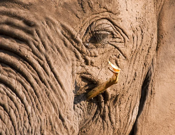 Olifant eten schors een tak — Stockfoto