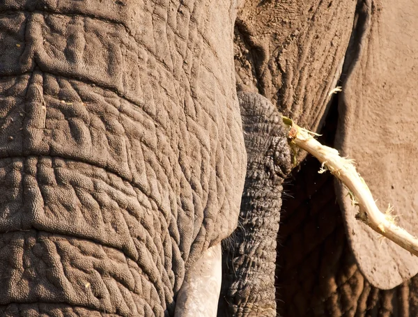 Elefánt eszik le egy ágat, kéreg — Stock Fotó