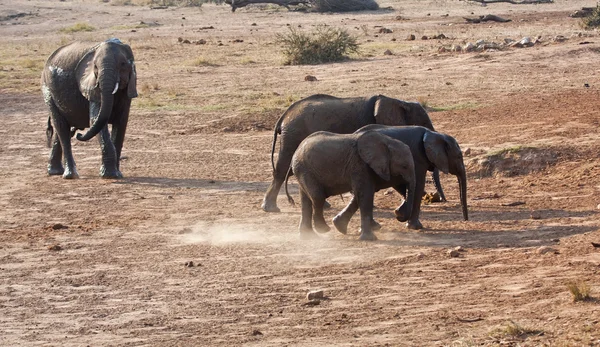 Elefant gångavstånd från sjön efter drink — Stockfoto