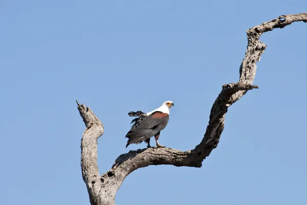 Рыбий орел сидит на сухом дереве — стоковое фото