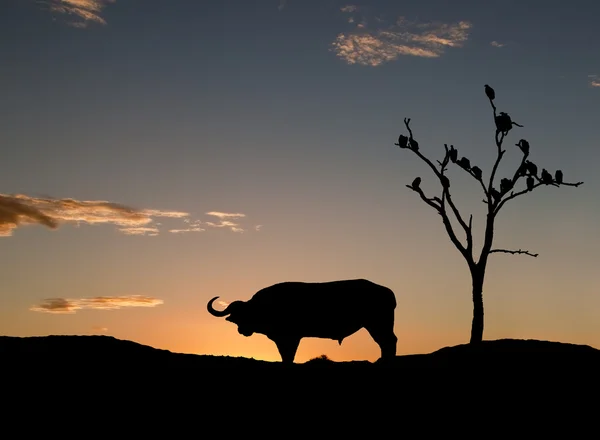 Sillouette van buffelo en gieren op zonsondergang — Stockfoto