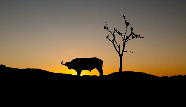 Silhouet van buffalo en gieren op zonsondergang — Stockfoto