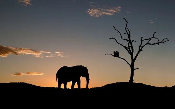 Silhouette of elephant and vultures on sunset — Stock Photo, Image