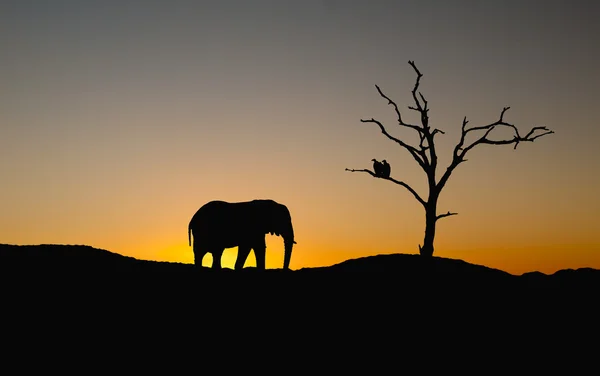 stock image Silhouette of elephant and vultures on sunset