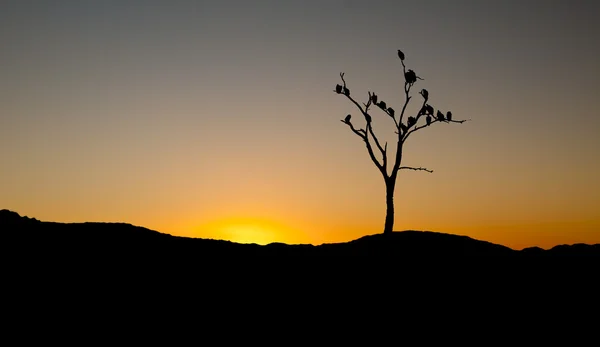 Silhouette of vultures on sunset in tree — Stock Photo, Image