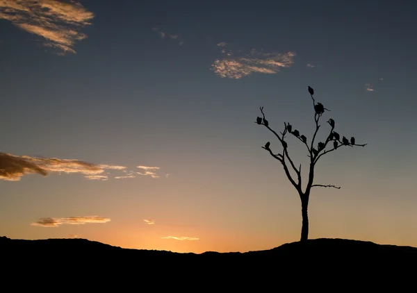Silhouette de vautours au coucher du soleil dans l'arbre — Photo