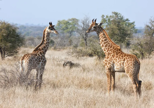Two young giraffes in the bush — Stock Photo, Image