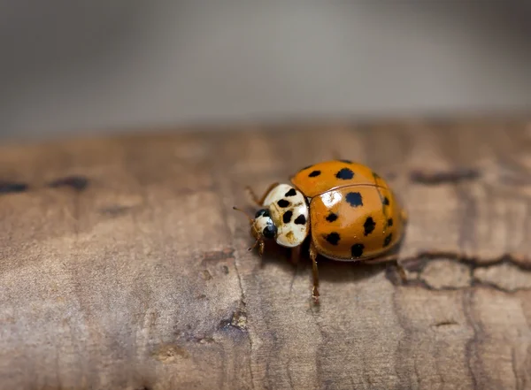 Orange ladybird on brown wood — Stock Photo, Image