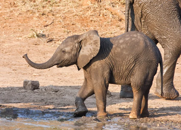 Мокрий слон теля грає на водяній дірі — стокове фото
