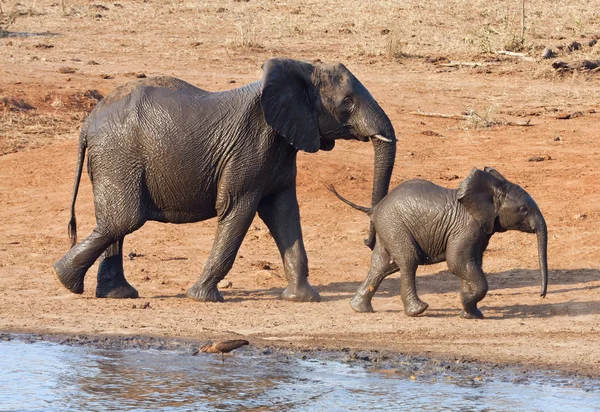 Våt elefant ko och kalv spelar på vatten hålet — Stockfoto