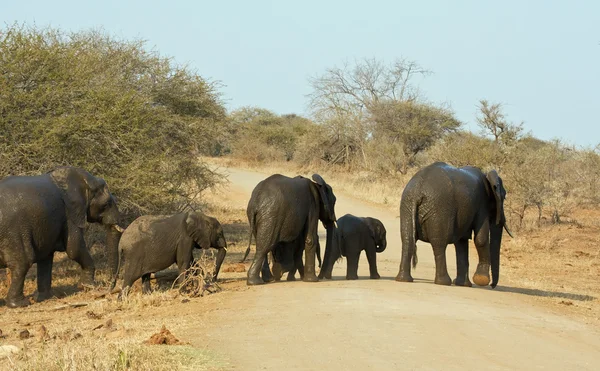 Wet elephant herd crossing the road — Stock Photo, Image