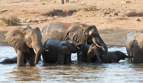 Manada de elefantes molhados bebendo em um buraco de água — Fotografia de Stock