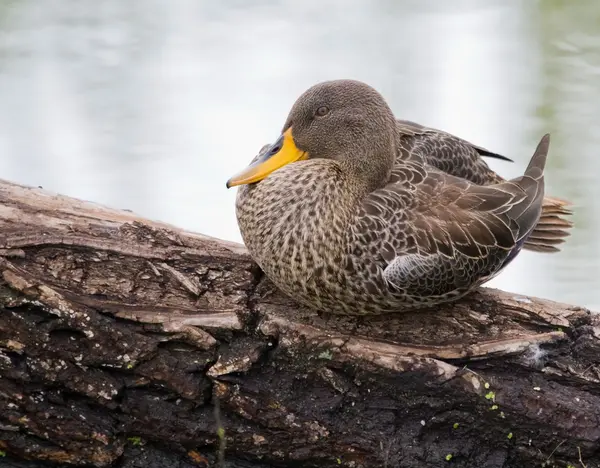 Yellowbilled duck sitting on branch — Stock Photo, Image