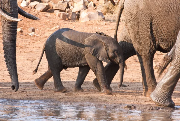 Ternero elefante caminando por un agujero de agua — Foto de Stock