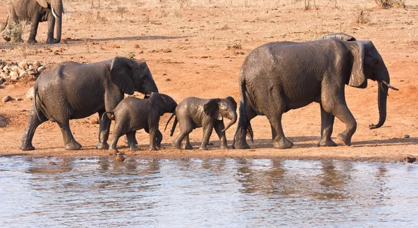 Сім'я слонів залишає водойму — стокове фото