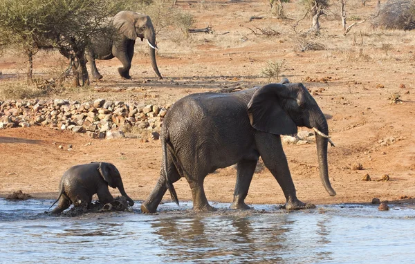 Ελέφαντας μητέρα και γεννώ αφήνοντας waterhole — Φωτογραφία Αρχείου